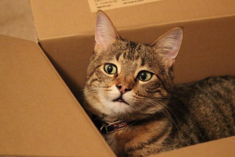 10 Reasons Why Do Cats Love Boxes BEHAVIOR Cat Mastermind