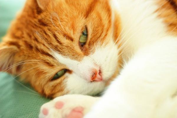 why-does-my-cat-keep-being-sick-health-tips-cat-mastermind