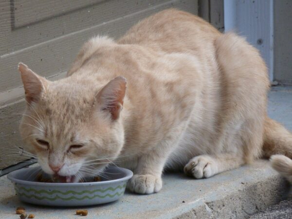 older-cat-losing-weight-but-still-eating-stasia-clemens