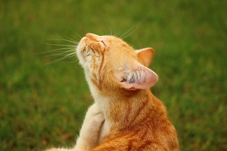 Can fleas make cats sick (Sickness and Treatment) Cat Mastermind