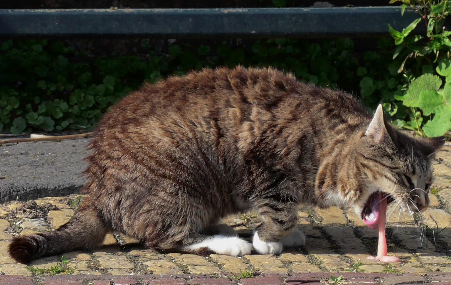 Кота тошнит водой. Кошку тошнит.