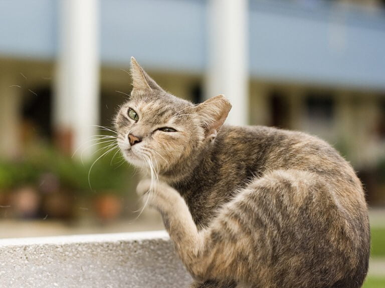 why-do-cats-scratch-their-ears-sign-symptom-treat-cat-mastermind