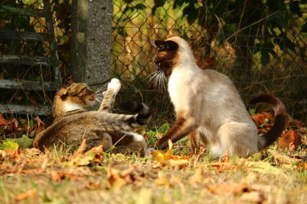 how-to-tell-if-cats-are-playing-or-fighting-top-7-sign-cat-mastermind