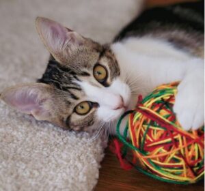 What happened to the cat who swallowed a ball of yarn? – Cat Mastermind