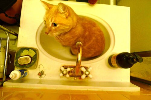 how-long-can-cats-hold-their-pee-cat-mastermind