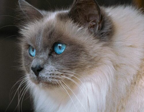 Are Ragdoll Cats Hypoallergenic? Explore The Promise Of Ragdolls!